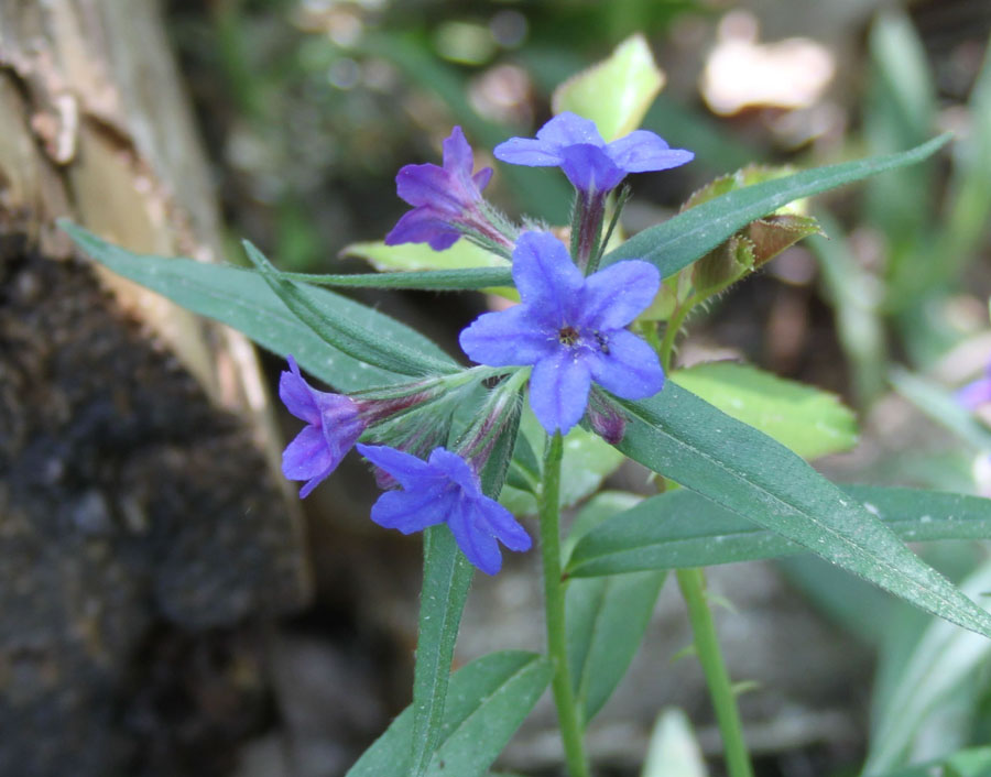 bosco misto: Buglossoides purpurocaerulea